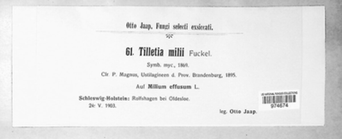 Ustilago milii image